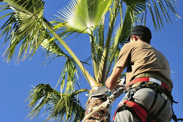 3 Key Attributes Tree Trimmers And Pruners Need To Succeed In Their Career