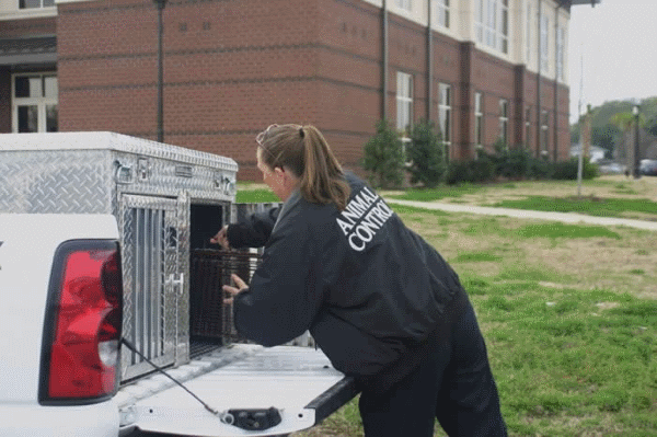 13 Key Attributes Animal Control Workers Need To Succeed In Their Career