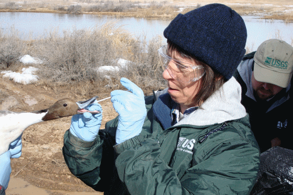 14 Key Attributes Animal Scientists Need To Succeed In Their Career