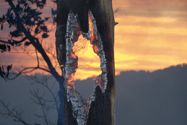 7 Key Attributes Forest Fire Inspectors And Prevention Specialists Need To Succeed In Their Career