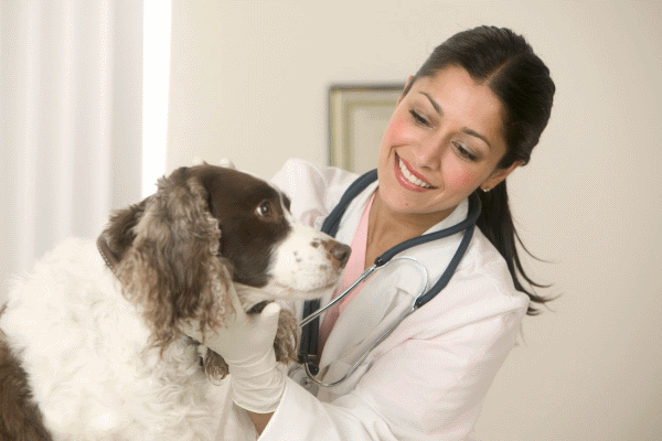 26 Key Attributes Veterinarians Need To Succeed In Their Career